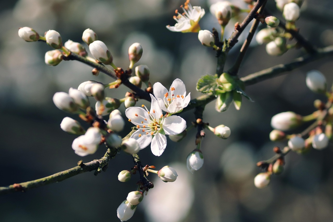découvrez des plantes de haies d'intimité à croissance rapide pour créer rapidement un écran naturel et protéger votre jardin avec style.