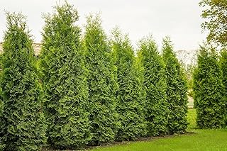 10pcs thuyas Brabant 80–120 cm XXL (mesurés sans pot) – plante de haie persistante – croissance rapide – brise-vue – thuya Brabant (arbre de vie) – très rustique – prêt à planter immédiatement