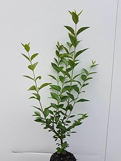 50pcs troènes Atrovirens 50–80 cm (hauteur de plante pure) – Ligustrum Atrovirens – plants à racines nues – plantes de haie – plante de jardin – haie dense et persistante