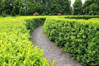 25pcs troènes Atrovirens 50–80 cm (hauteur de plante pure) – Ligustrum Atrovirens – plants à racines nues – plantes de haie – plante de jardin – haie dense et persistante