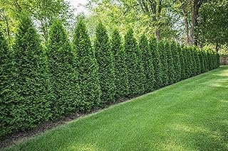 10pcs thuyas Smaragd 80–100 cm (mesurés sans pot) – plantes de haie – arbre de vie – plante de haie persistante – brise-vue vert toute l’année