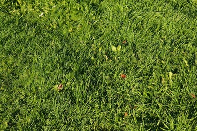 Pourquoi votre pelouse jaunit-elle en été et comment la sauver naturellement ?
