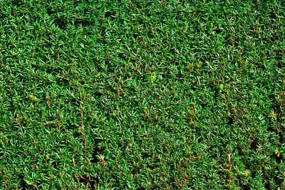Quels végétaux planter pour créer une haie occultante rapidement ?